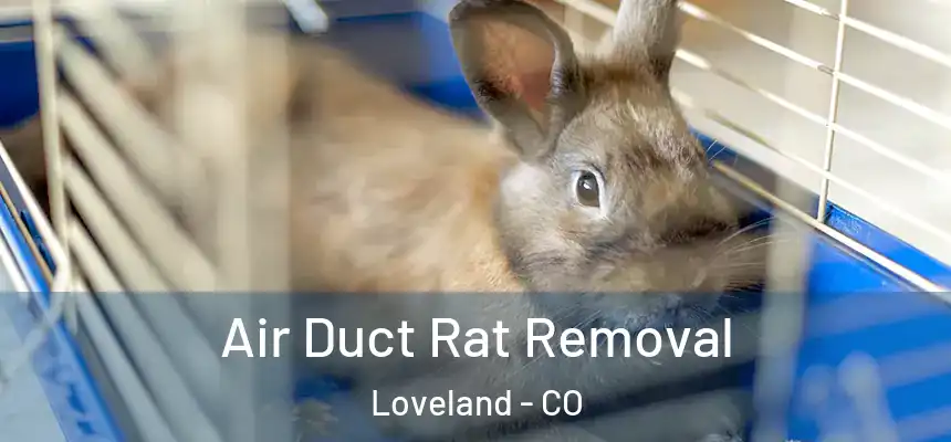  Air Duct Rat Removal Loveland - CO